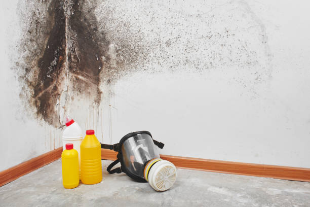 Best Mold Damage Repair  in Salamatof, AK