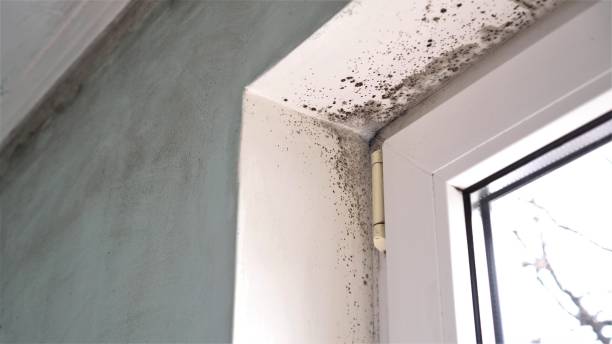 Best Mold Removal Company Near Me  in Salamatof, AK