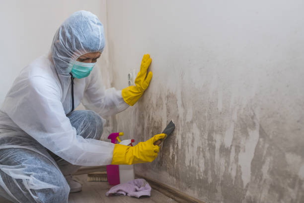 Best Certified Mold Removal  in Salamatof, AK