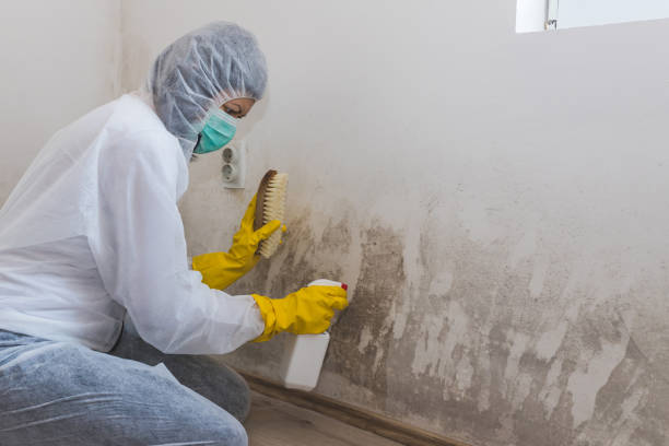 Best Mold Removal Process  in Salamatof, AK