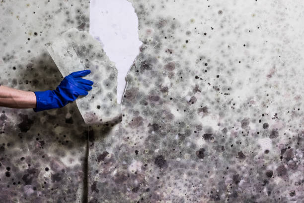 Best Mold Cleaning Services  in Salamatof, AK