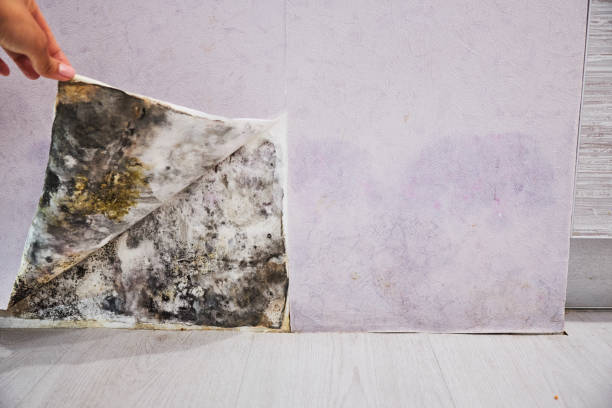 Salamatof, AK Mold Removal Company
